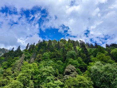 Canlı Mavi Gök 'ün altında Bulutlu Yeşil Orman Tepesi
