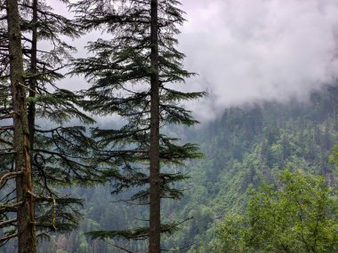 Sisli Çam Ormanı Dağ yamacında Puslu Yeşil Manzaralı