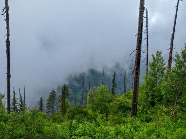 Sisli Dağ Ormanı Uzun Ağaçlar ve Yeşillikler