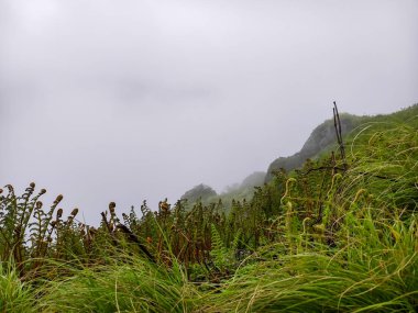 Puslu Yeşil Dağ Sırtı Yoğun Yapraklar ve Sisli Arazi