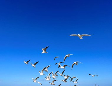 Güneşli bir günde mavi gökyüzüne karşı uçan martılar.