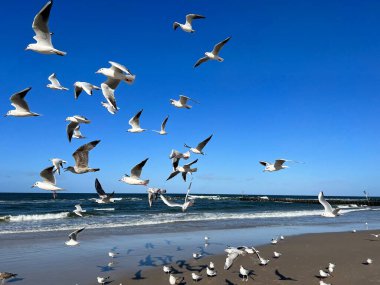 Mavi gökyüzüne, Baltık Denizi 'ne ve güneşli bir günde kumsallara karşı uçan martılar.