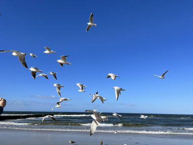 Mavi gökyüzüne, Baltık Denizi 'ne ve güneşli bir günde kumsallara karşı uçan martılar.