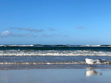 Baltık denizi görünür dalgalar ve güneşli bir günde eyerli martılar.