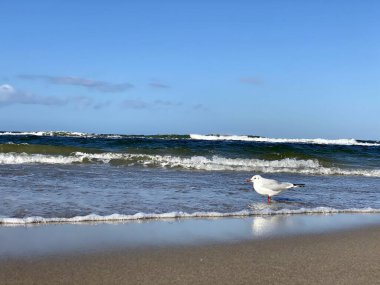 Baltık denizi görünür dalgalar ve güneşli bir günde eyerli martılar.