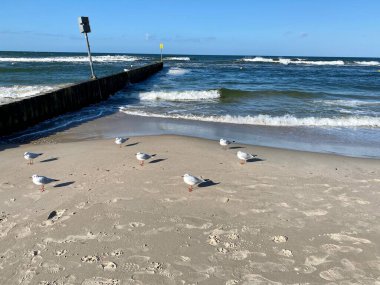 Baltık denizi görünür dalgalar ve güneşli bir günde eyerli martılar.