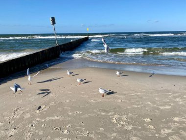 Baltık denizi görünür dalgalar ve güneşli bir günde eyerli martılar.