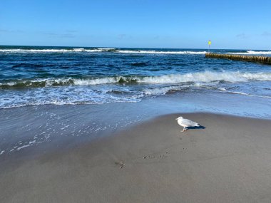 Baltık denizi görünür dalgalar ve güneşli bir günde eyerli martılar.
