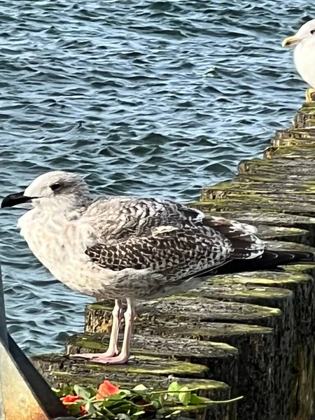 Baltic Sea Wooden Breakwater Standing Seagull Young Saddle Sunny Day — Stock Photo, Image