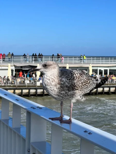 Pier Baltic Deniz Metali Engeli Ayakta Duruyor Martı Eyer Genç — Stok fotoğraf