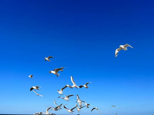 Gabbiani Volo Contro Cielo Blu Una Giornata Sole — Foto Stock