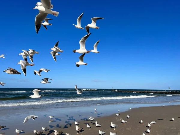 Zadelmeeuwen Vlucht Tegen Blauwe Lucht Oostzee Stranden Een Zonnige Dag — Stockfoto