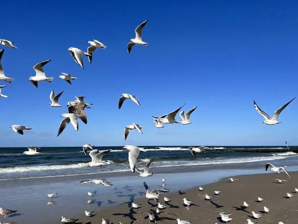 Montar Gaviotas Vuelo Contra Cielo Azul Mar Báltico Las Playas — Foto de Stock