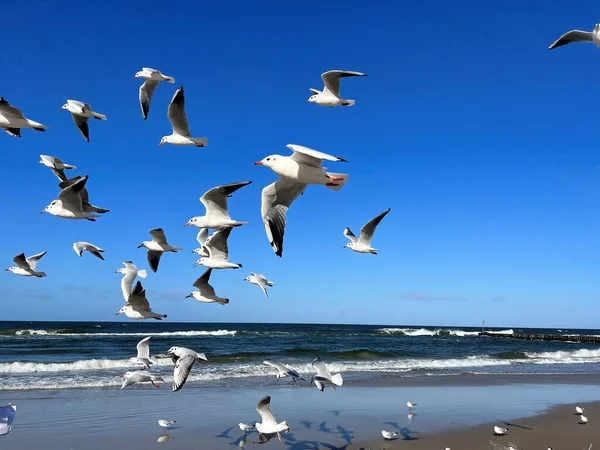 Gabbiani Volo Contro Cielo Azzurro Mar Baltico Spiagge Una Giornata — Foto Stock