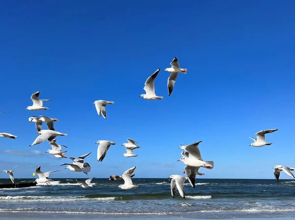 Montar Gaviotas Vuelo Contra Cielo Azul Mar Báltico Las Playas — Foto de Stock