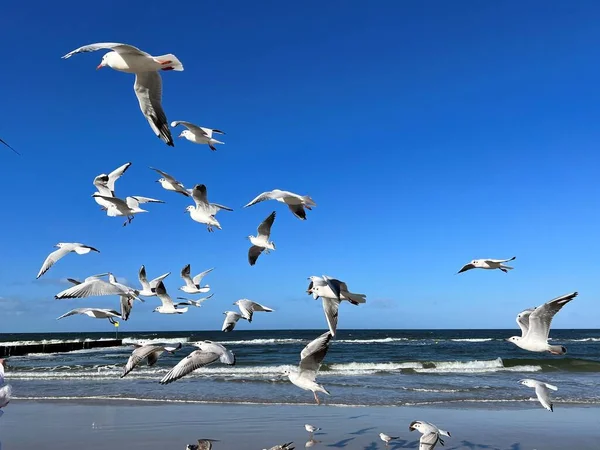 Saddle gulls in flight against the blue sky and the Baltic Sea and beaches on a sunny day