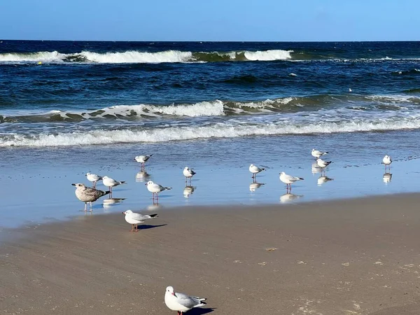 baltic sea visible waves and standing saddled gulls on the beach sunny day
