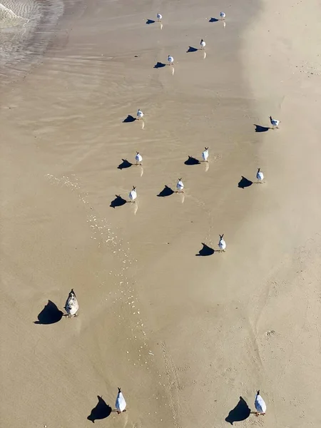 Ostsee Nasser Sand Und Stehende Möwen Strand — Stockfoto