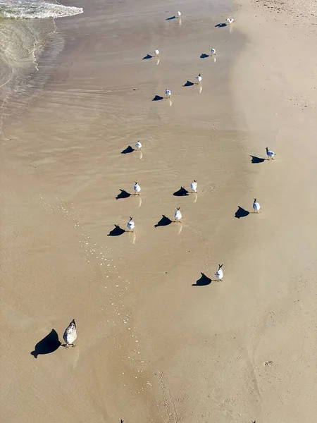 Baltic Θάλασσα Υγρή Άμμο Και Στέκεται Γλάροι Στην Παραλία Ηλιόλουστη — Φωτογραφία Αρχείου