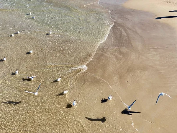 Mare Baltico Sabbia Bagnata Gabbiani Piedi Sulla Spiaggia Giornata Sole — Foto Stock