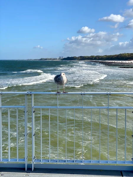 Προβλήτα Βαλτική Θάλασσα Μεταλλικό Φράγμα Στέκεται Seagull Σέλα Νέος Ηλιόλουστη — Φωτογραφία Αρχείου