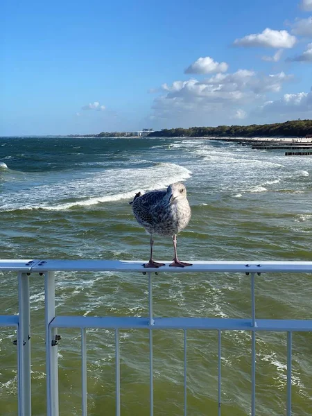 Pier Baltic Sea Metal Barrier Standing Seagull Saddle Young Sunny — Stock Photo, Image