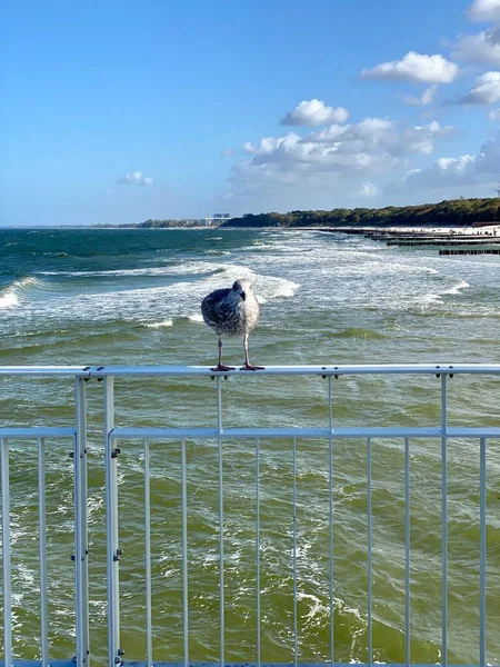 Pier Baltic Sea Metal Barrier Standing Seagull Saddle Young Sunny — Stock Photo, Image