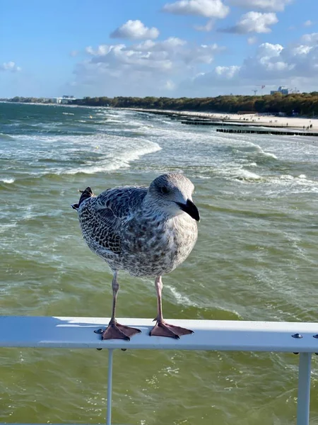 pier Baltic sea metal barrier standing Seagull saddle young sunny day blue sky