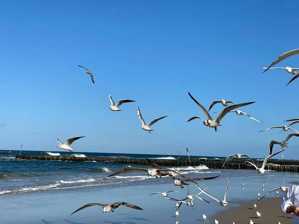 Saddle Gulls Flight Blue Sky Baltic Sea Beaches Sunny Day — Stock Photo, Image