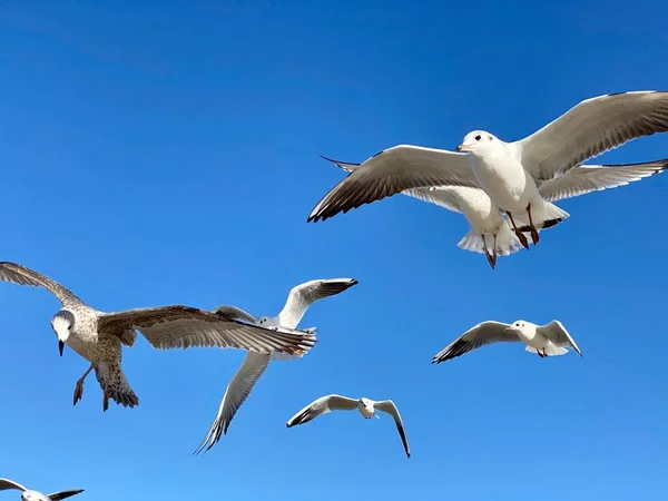 Saddle Gulls Flight Blue Sky Sunny Day — Stock Photo, Image