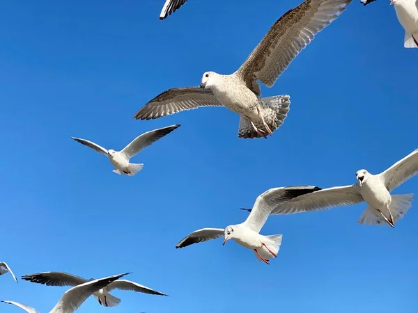 Sattelmöwen Fliegen Einem Sonnigen Tag Vor Blauem Himmel — Stockfoto