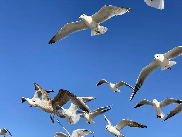 Saddle Gulls Flight Blue Sky Sunny Day — Stock Photo, Image