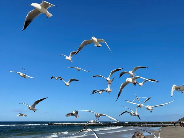 Saddle gulls in flight against the blue sky and the Baltic Sea and beaches on a sunny day