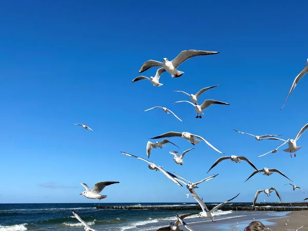 Gaivotas Sela Voo Contra Céu Azul Mar Báltico Praias Dia — Fotografia de Stock
