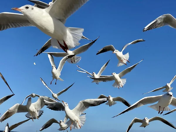 Güneşli bir günde mavi gökyüzüne karşı uçan martılar.