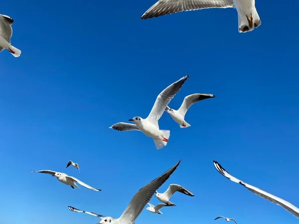 Sattelmöwen Fliegen Einem Sonnigen Tag Vor Blauem Himmel — Stockfoto