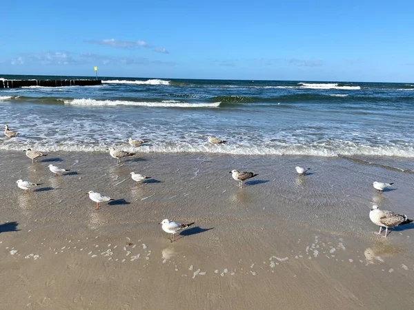 Baltic Θάλασσα Ορατά Κύματα Και Στέκεται Σελωμένα Γλάροι Στην Παραλία — Φωτογραφία Αρχείου