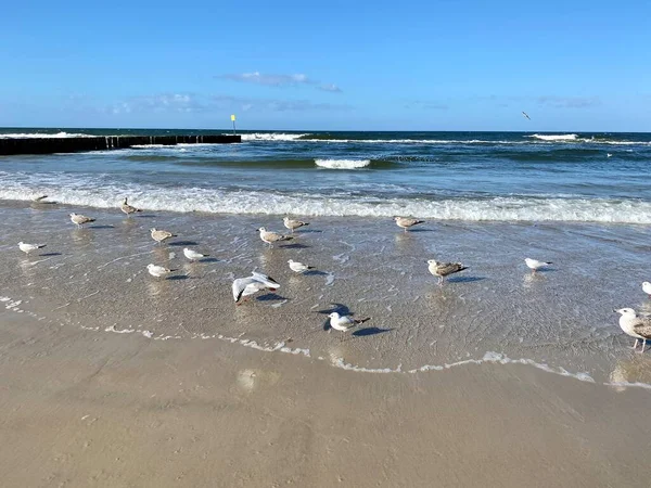 Baltic Sea Visible Waves Standing Saddled Gulls Beach Sunny Day — Stock Photo, Image