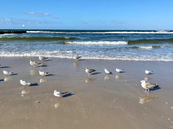 Балтійське Море Видимі Хвилі Стоять Сумні Мартіни Пляжі Сонячний День — стокове фото