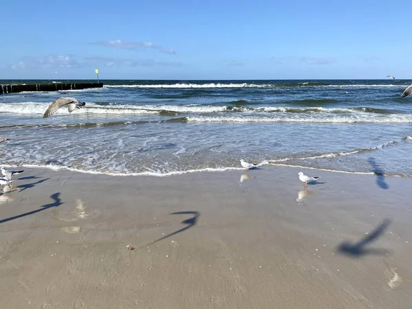 Baltské Moře Viditelné Vlny Stojící Racci Osedlané Pláži Slunečný Den — Stock fotografie