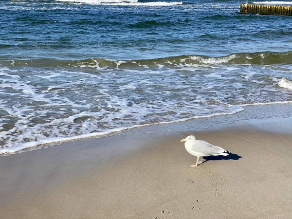 バルチックな海の見える波と砂浜の日当たりの良い日に立つ鞍のついたカモメ — ストック写真