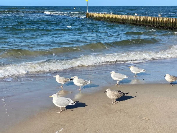Baltské Moře Viditelné Vlny Stojící Racci Osedlané Pláži Slunečný Den — Stock fotografie