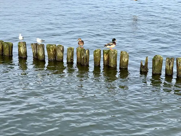 阳光明媚的日子里 秃头海 木制防波堤 海鸥和野鸭 — 图库照片