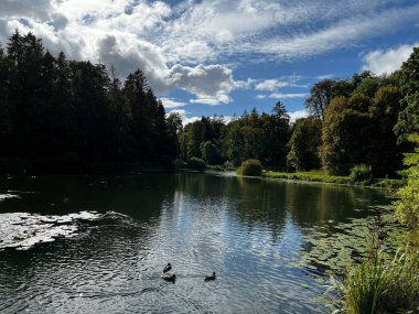 Sonbaharda ağaçların ve çalıların farklı renklerde olduğu bir park. Ağaçların su aynasında yüzen vahşi ördeklerin olduğu bir gölet.