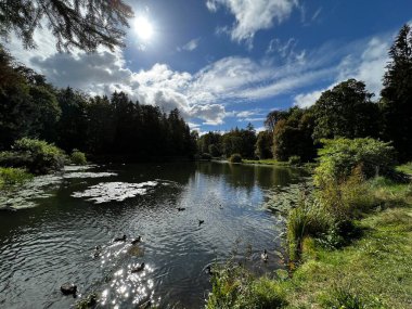 Sonbaharda ağaçların ve çalıların farklı renklerde olduğu bir park. Ağaçların su aynasında yüzen vahşi ördeklerin olduğu bir gölet.