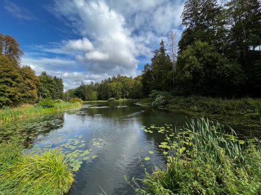 Sonbaharda ağaçların ve çalıların farklı renklerde olduğu bir park. Ağaçların su aynasında yüzen vahşi ördeklerin olduğu bir gölet.
