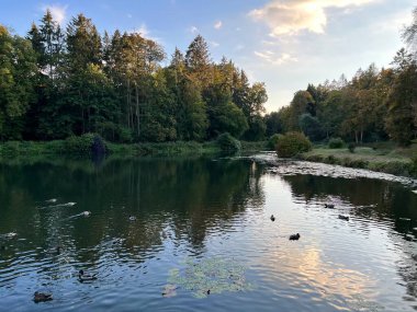 Sonbaharda ağaçların ve çalıların farklı renklerde olduğu bir park. Ağaçların su aynasında yüzen vahşi ördeklerin olduğu bir gölet.