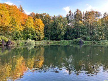 Sonbaharda ağaçların ve çalıların farklı renklerde olduğu bir park. Ağaçların su aynasında yüzen vahşi ördeklerin olduğu bir gölet.