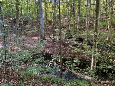 Sonbahar nehrinde farklı renkte ağaçlar ve çalılarla dolu park parkın içinden akıyor.