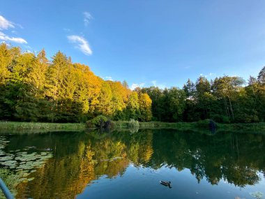 Sonbaharda ağaçların ve çalıların farklı renklerde olduğu bir park. Ağaçların su aynasında yüzen vahşi ördeklerin olduğu bir gölet.